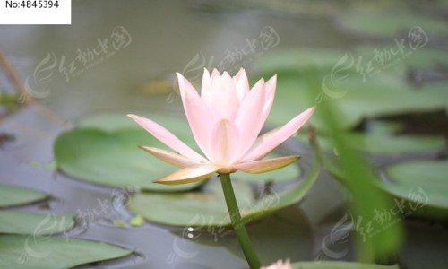 藕山药丸子的功效和作用、蒸山药莲藕素丸子 -藕山药丸子的功效网